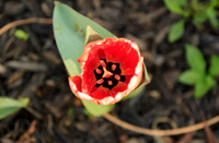Looking Down Flower