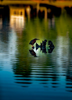 Lake Stump Bird