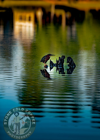 Lake Stump Bird