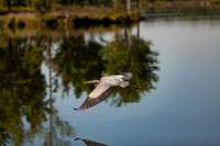 Lake Bird Fwd