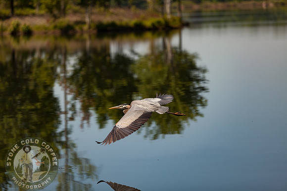 Lake Bird Fwd